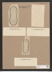 Surirella sp. (de-Toni-Nr.: Genus 53) Zeichnungen Sammlung Grunow Nr. 4835 (NHMW-BOT-W0373000)